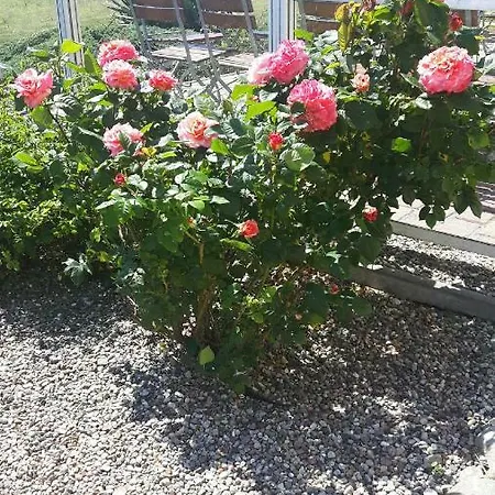 Heu-ferienhof Altkamp Putbus