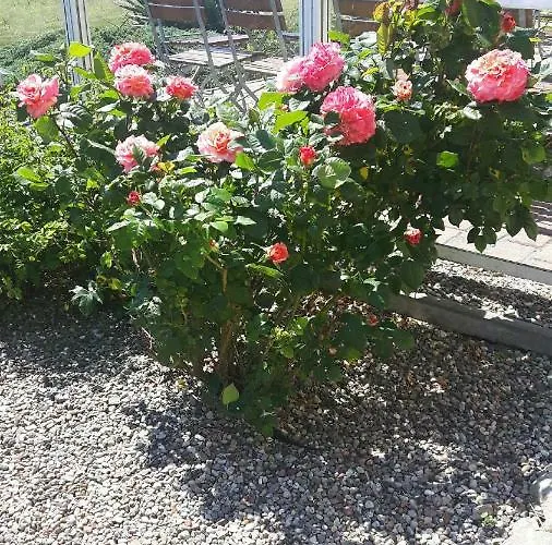 Heu-ferienhof Altkamp Putbus